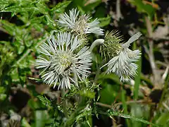 Chardon laiteux blancGalactites elegans