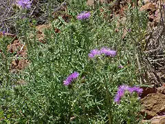 Chardon laiteuxGalactites elegans