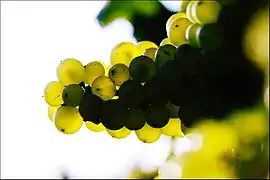 Grappe de chardonnay en Bourgogne, pépins visibles par translucidité.