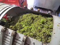 Récolte de chardonnay du vignoble du Jura.