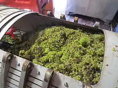 Pressoir à vin de chardonnay durant les vendanges.