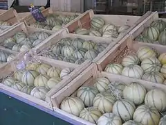 Melons.