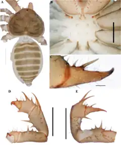 Description de l'image Charinus aguayoi (10.5852-ejt.2021.772.1505) Figure 13.png.