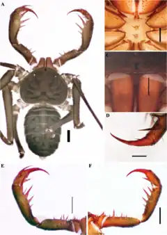 Description de l'image Charinus alagoanus (10.5852-ejt.2021.772.1505) Figure 44.png.