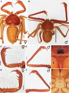 Description de l'image Charinus brasilianus (10.5852-ejt.2021.772.1505) Figure 48.png.