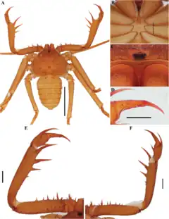 Description de l'image Charinus carinae (10.5852-ejt.2021.772.1505) Figure 49.png.