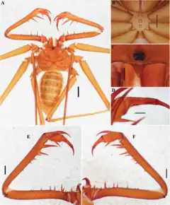 Description de l'image Charinus carioca (10.5852-ejt.2021.772.1505) Figure 52.png.