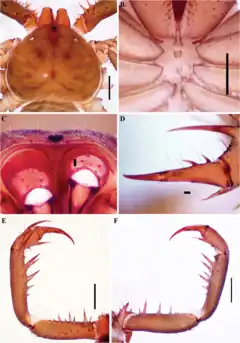 Description de l'image Charinus cearensis (10.5852-ejt.2021.772.1505) Figure 54.png.