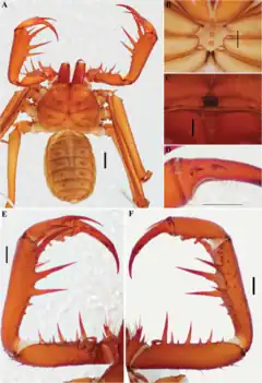 Description de l'image Charinus diamantinus (10.5852-ejt.2021.772.1505) Figure 57.png.