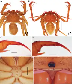 Description de l'image Charinus euclidesi (10.5852-ejt.2021.772.1505) Figure 61.png.