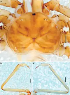 Description de l'image Charinus fagei (10.5852-ejt.2021.772.1505) Figure 89.png.