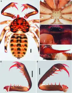 Description de l'image Charinus gertschi (10.5852-ejt.2021.772.1505) Figure 29.png.