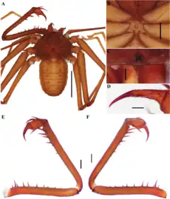 Description de l'image Charinus goitaca (10.5852-ejt.2021.772.1505) Figure 64.png.