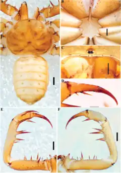 Description de l'image Charinus longipes (10.5852-ejt.2021.772.1505) Figure 99.png.