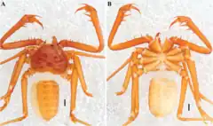 Description de l'image Charinus madagascariensis (10.5852-ejt.2021.772.1505) Figure 81.png.