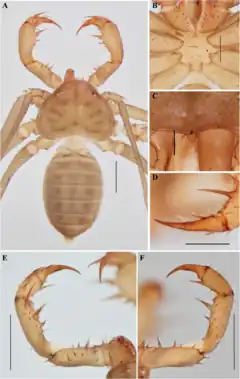 Description de l'image Charinus magalhaesi (10.5852-ejt.2021.772.1505) Figure 30.png.