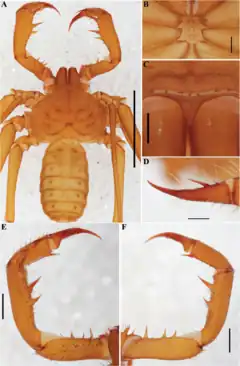 Description de l'image Charinus monasticus (10.5852-ejt.2021.772.1505) Figure 69.png.