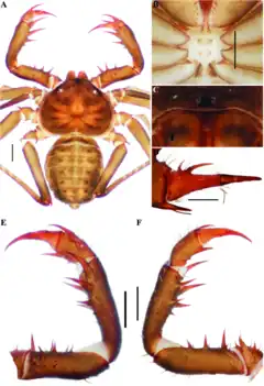 Description de l'image Charinus pescotti (10.5852-ejt.2021.772.1505) Figure 101.png.