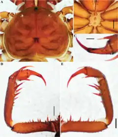 Description de l'image Charinus puri (10.5852-ejt.2021.772.1505) Figure 71.png.