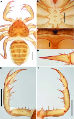 Description de l'image Charinus sillami (10.5852-ejt.2021.772.1505) Figure 33.png.