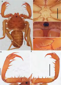 Description de l'image Charinus souzai (10.5852-ejt.2021.772.1505) Figure 76.png.