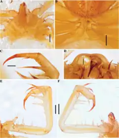 Description de l'image Charinus susuwa (10.5852-ejt.2021.772.1505) Figure 82.png.