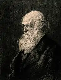 Charles Darwin (vers 1880), d'après Walter William Ouless, gravure.