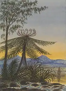 Vue près d'Auckland : Arbres et fougères le soir (v. 1849).