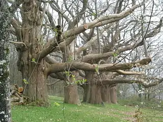 La forêt de Charnie : les châtaigniers du Tertre Ganne.