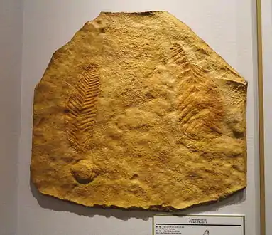 Charniodiscus, Japon