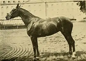 Photo jaunie présentant un cheval de profil harnaché.