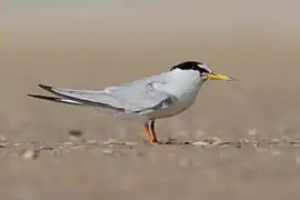 Photographie d'un petit oiseau au corps blanc et à la tête noire.