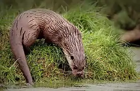 Loutre d'Europe.