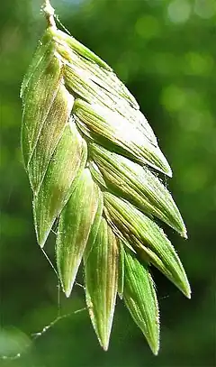 Description de l'image Chasmanthium latifolium-spikelet.jpg.