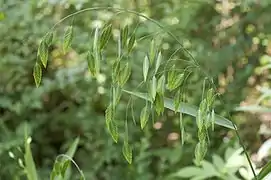 Graminée aux grands épillets plats