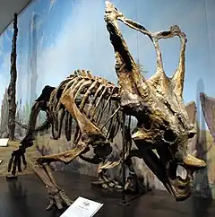 Squelette de Chasmosaurus bellis