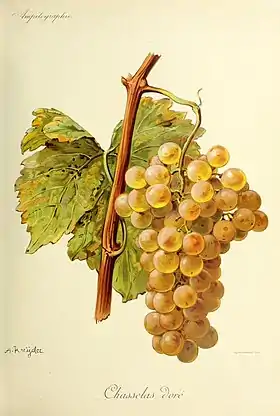 Chasselas (cépage)