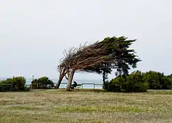 Pointe de Chassiron où l'on aperçoit au fond à gauche la Tour d'Antioche.