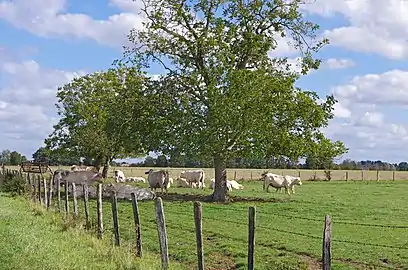 Les vaches charolaises à Chassy en 2014.