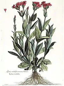 Lychnis