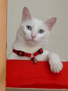 Un chat blanc aux yeux bleus, qui porte un collier rouge. Sur ce collier rouge, un court tube en métal est suspendu.