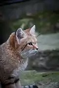 Chat des sables.