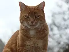 Chat roux au pelage court.