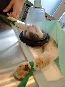Le haut d'un corps de chat, allongé sur une table de chirurgie en métal, avec un masque cônique relié à un tuyau qui lui délibre du gaz anesthésiant. Le chat est attaché par les pattes à la table pour l'intervention.