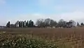 Les vignes du château de Ripaille en décembre.