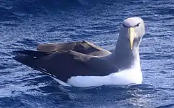 Description de l'image Chatham albatross (Thalassarche eremita).jpg.