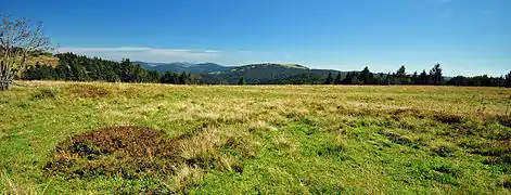 Chaume sommitale, en septembre 2012, avec le ballon d'Alsace à l'arrière-plan.