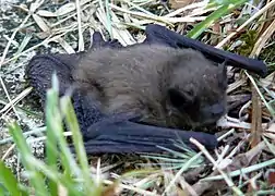 non identifié, sur Natura 2000 Antenne