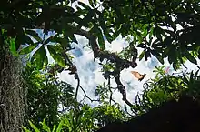 À travers le feuillage d'un arbre on aperçoit une chauve-souris qui passe.