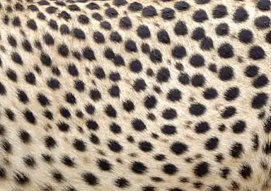 Guépard (Acinonyx jubatus)